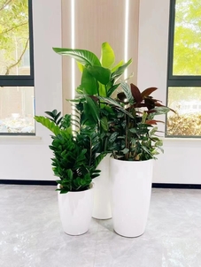 体验奉化绿植租赁设计,享受绿色带来的美好